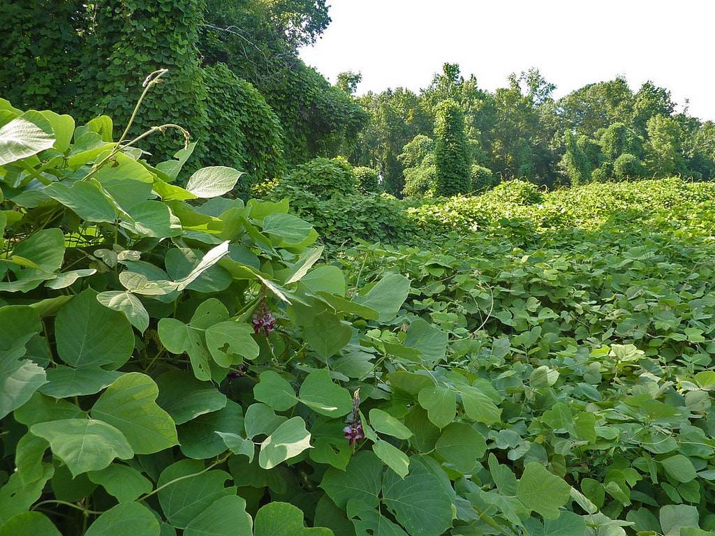 kudzu dawkowanie skutki uboczne działanie