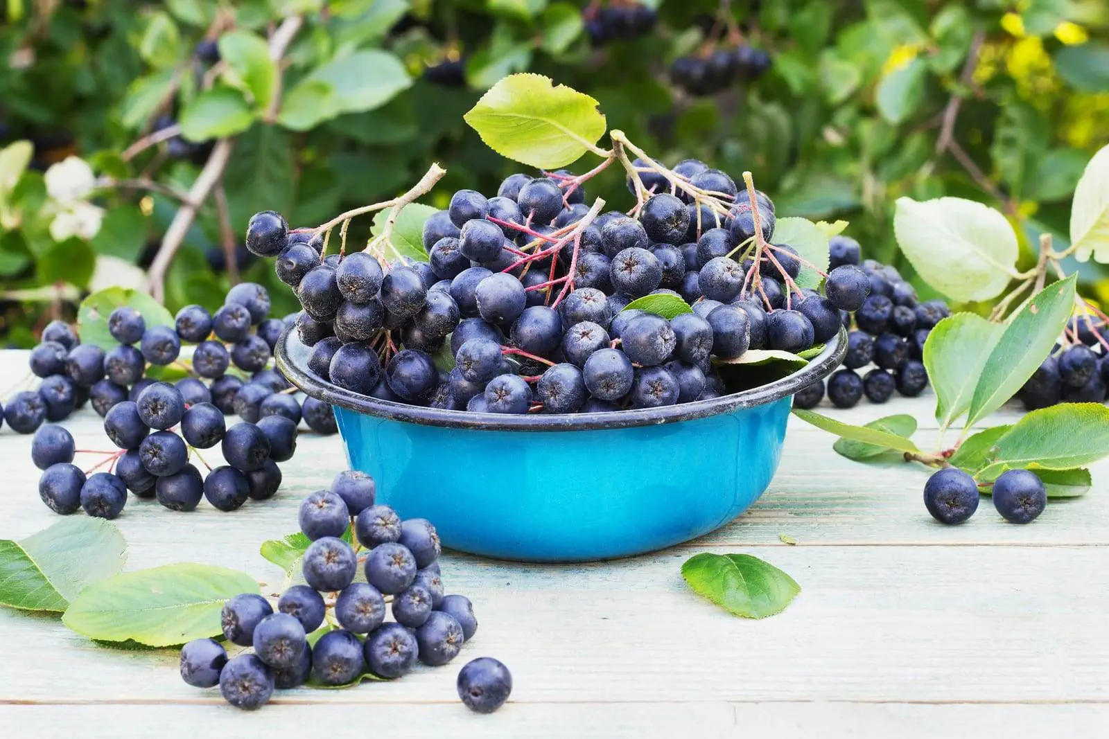 Aronia właściwości zastosowanie, przepisy