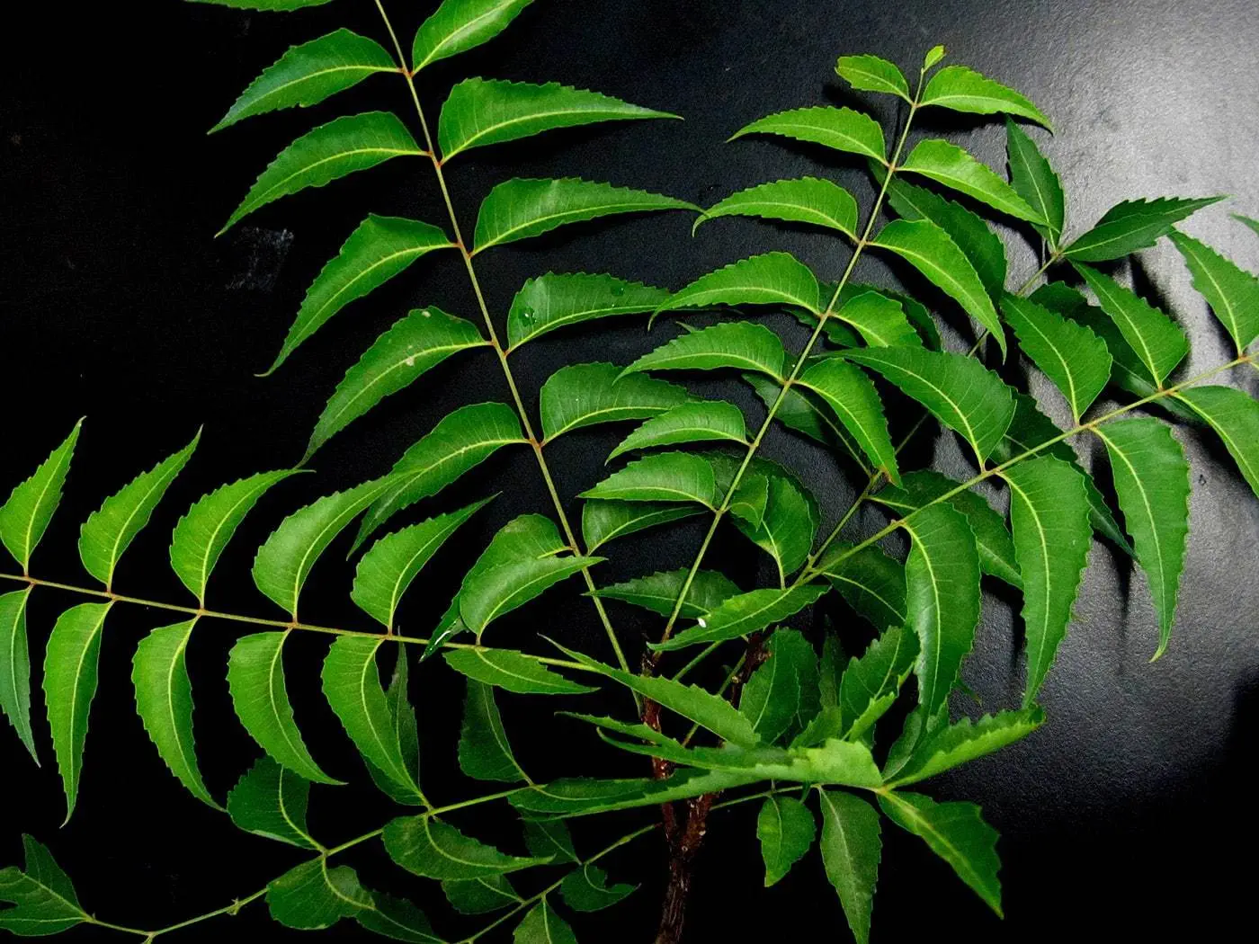 Neem włąściwośći zastosowanie, olej neem