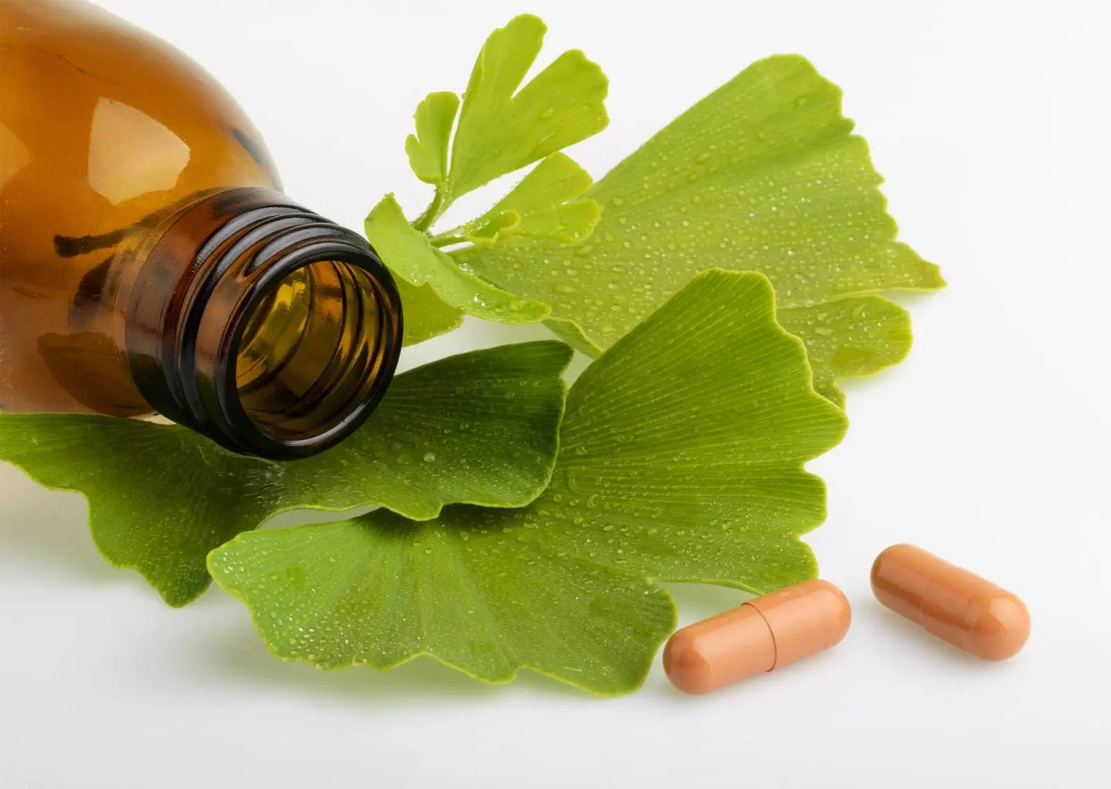 Ginkgo Biloba właściwości zastosowanie cena