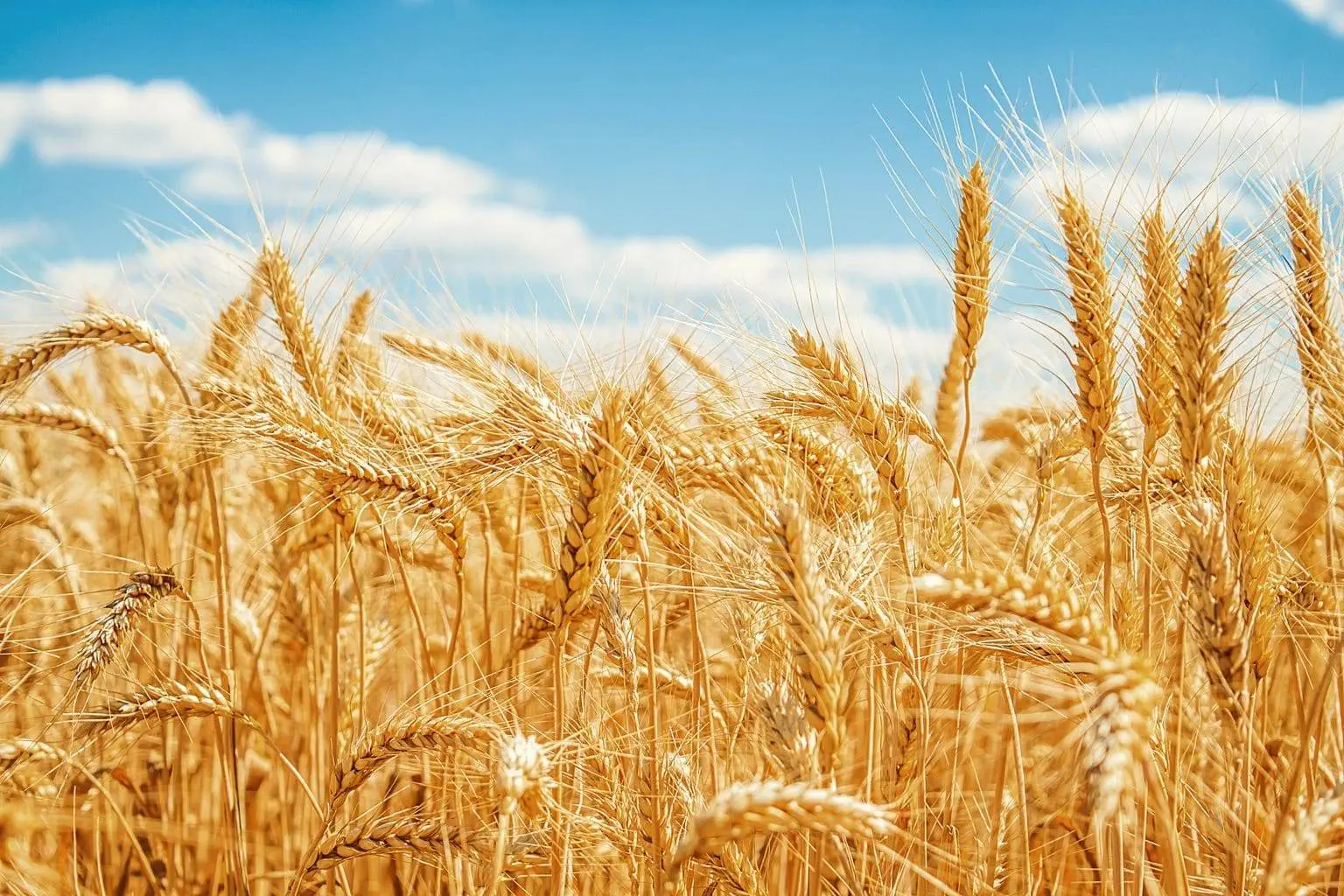 gluten i jego wpływ na zdrowie