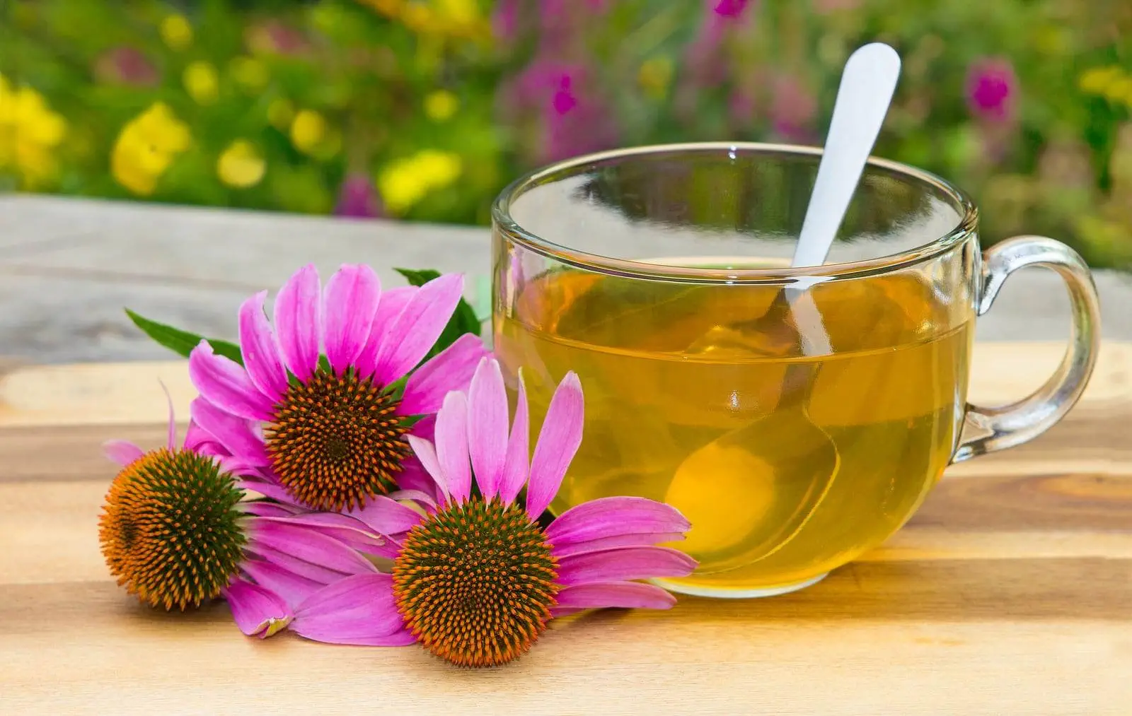 jeżówka echinacea właściwości działanie