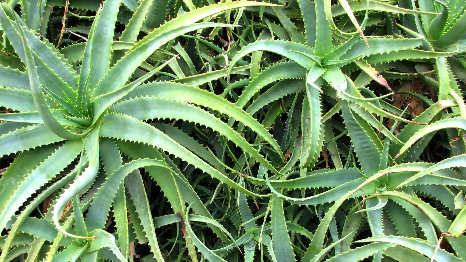 aloes sok nalewka maść