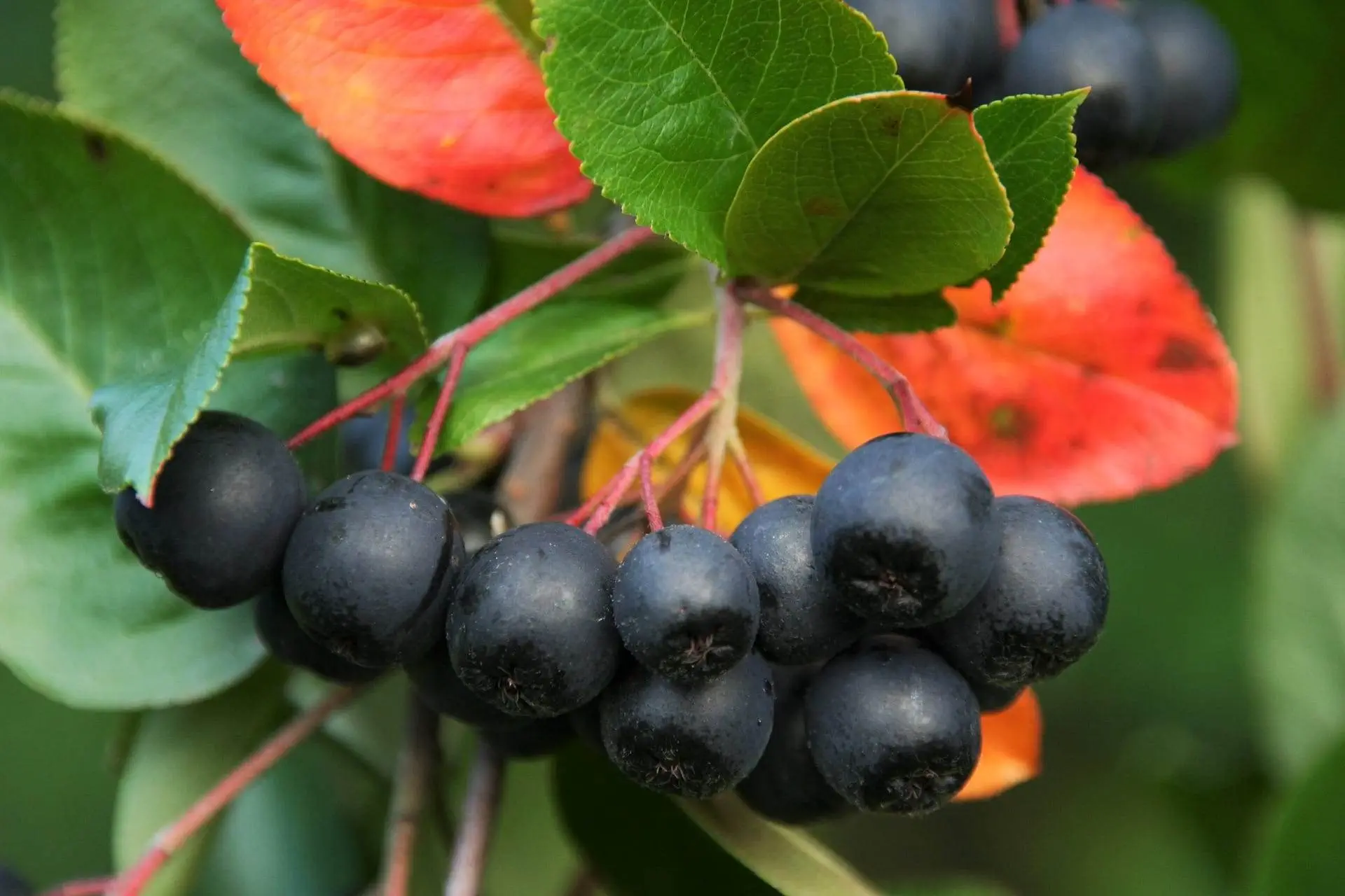 aronia właściwości lecznicze syrop sok