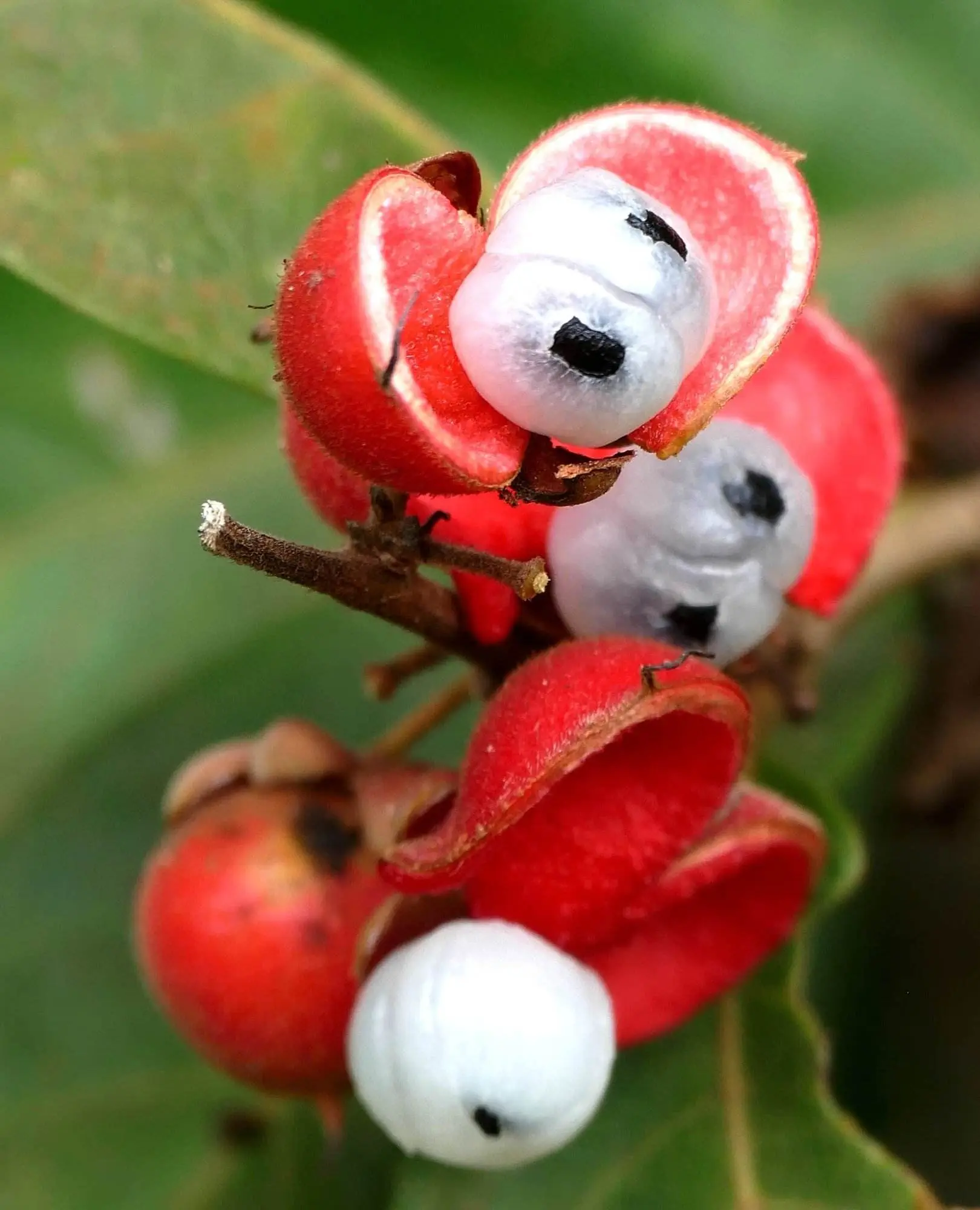 guarana skutki uboczne wartości odżywcze właściwości