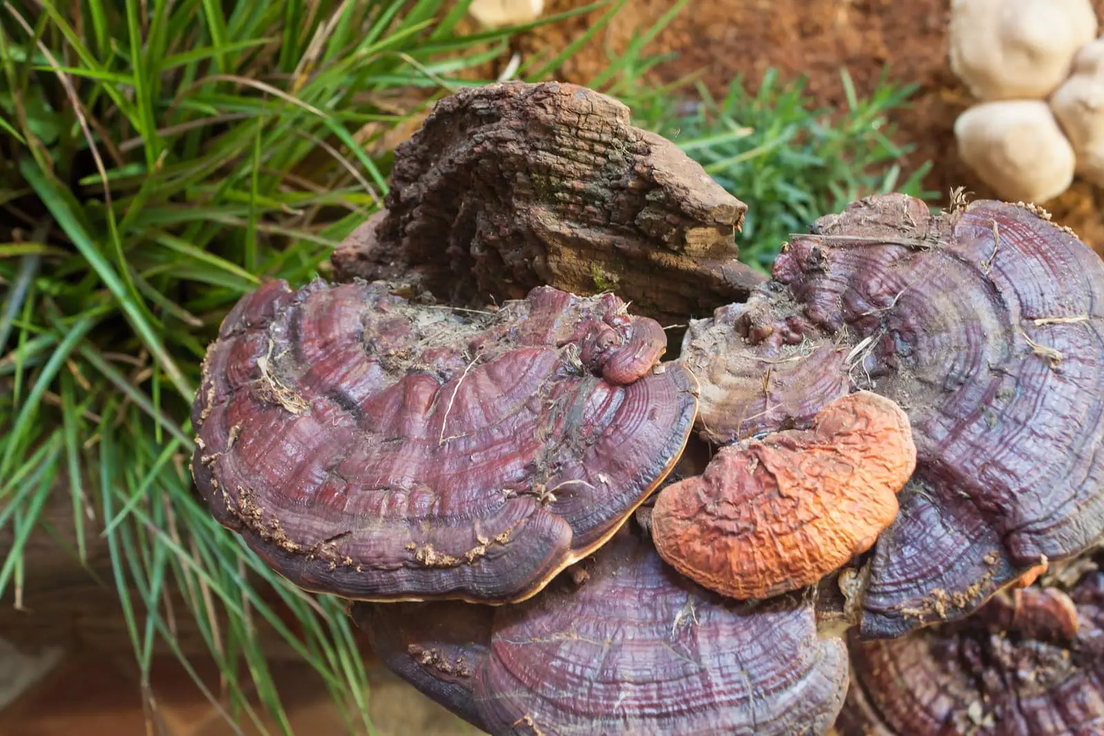 grzyby reishi właściwości przepisy