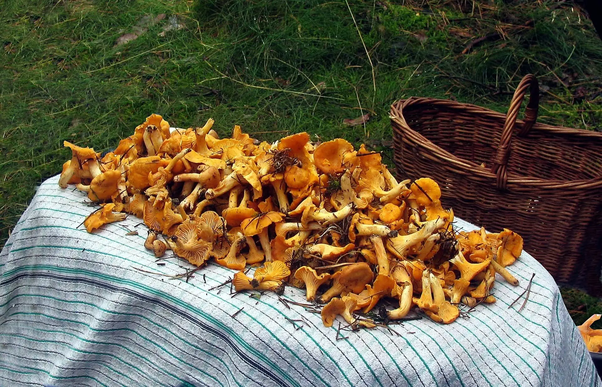 kurki jak oczyścić kurki jak przyrządzić kurki