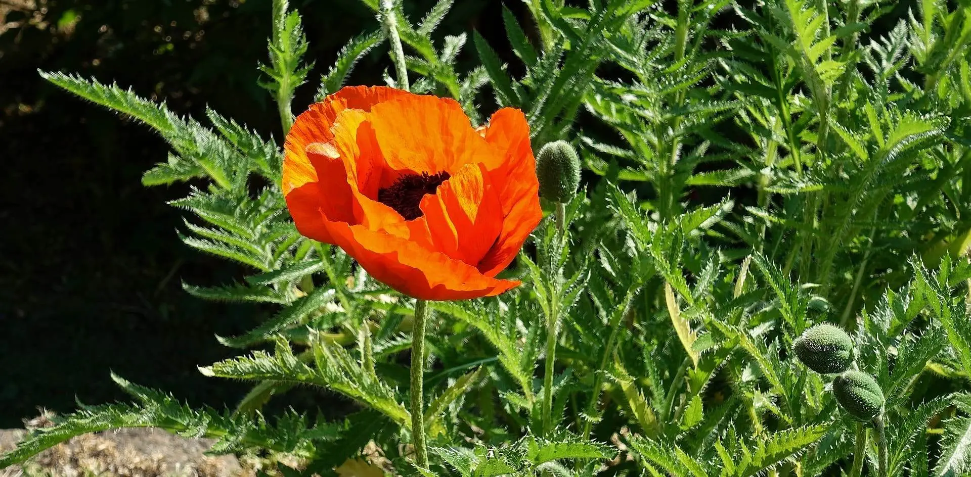 syrop z opium