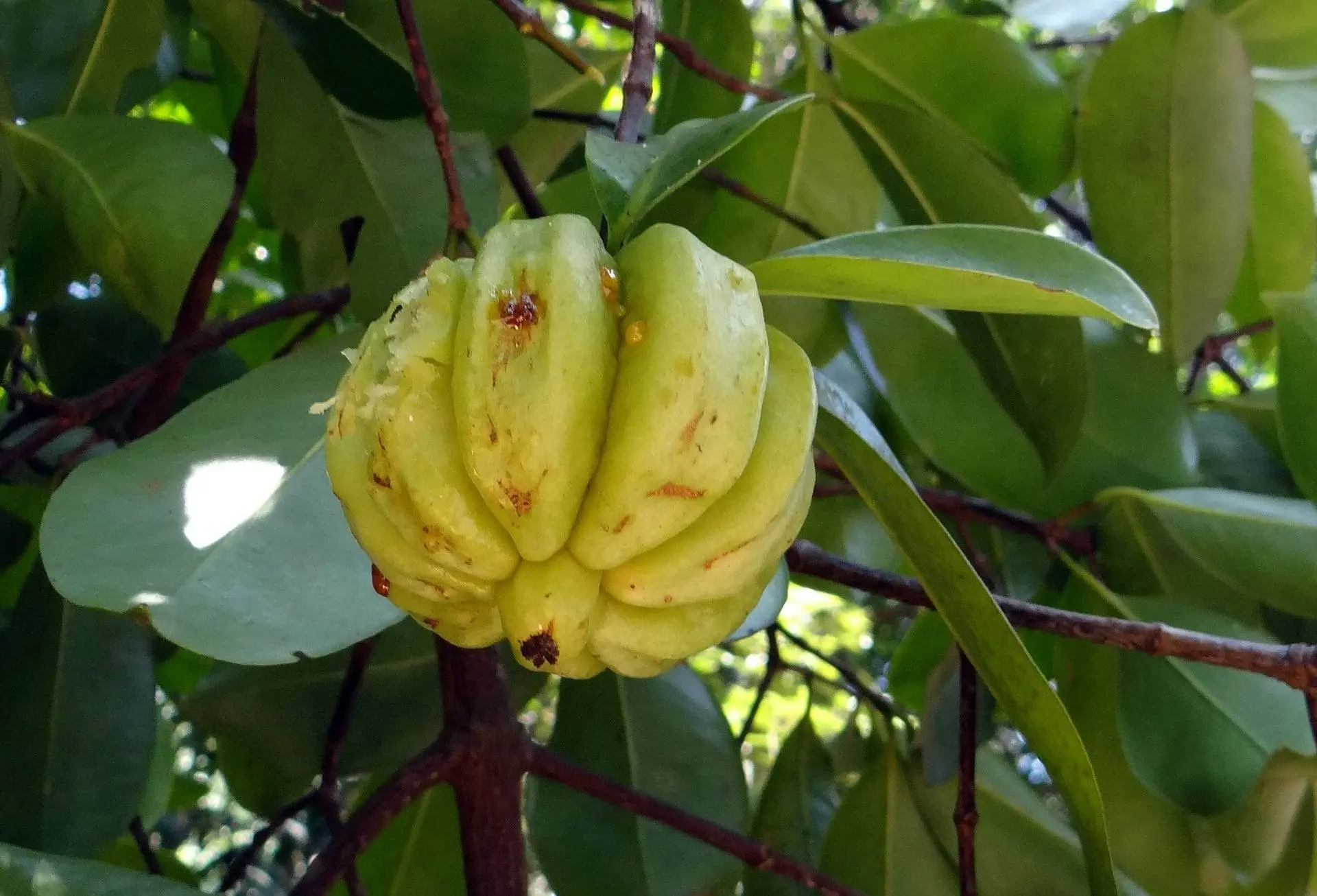 Garcinia cambogia działanie właściwości na odchudzanie skutki uboczne