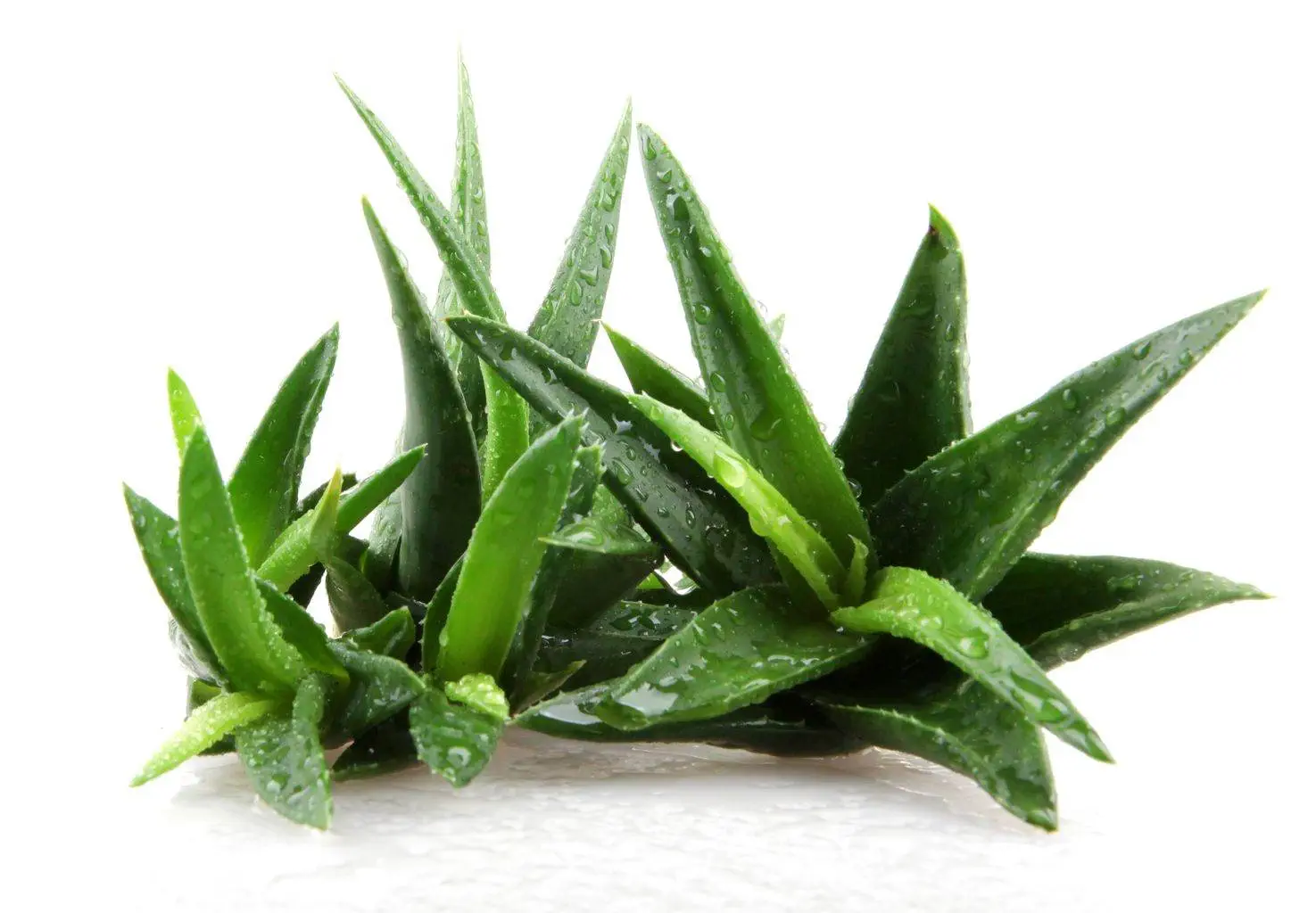 aloes do picia działanie właściwości