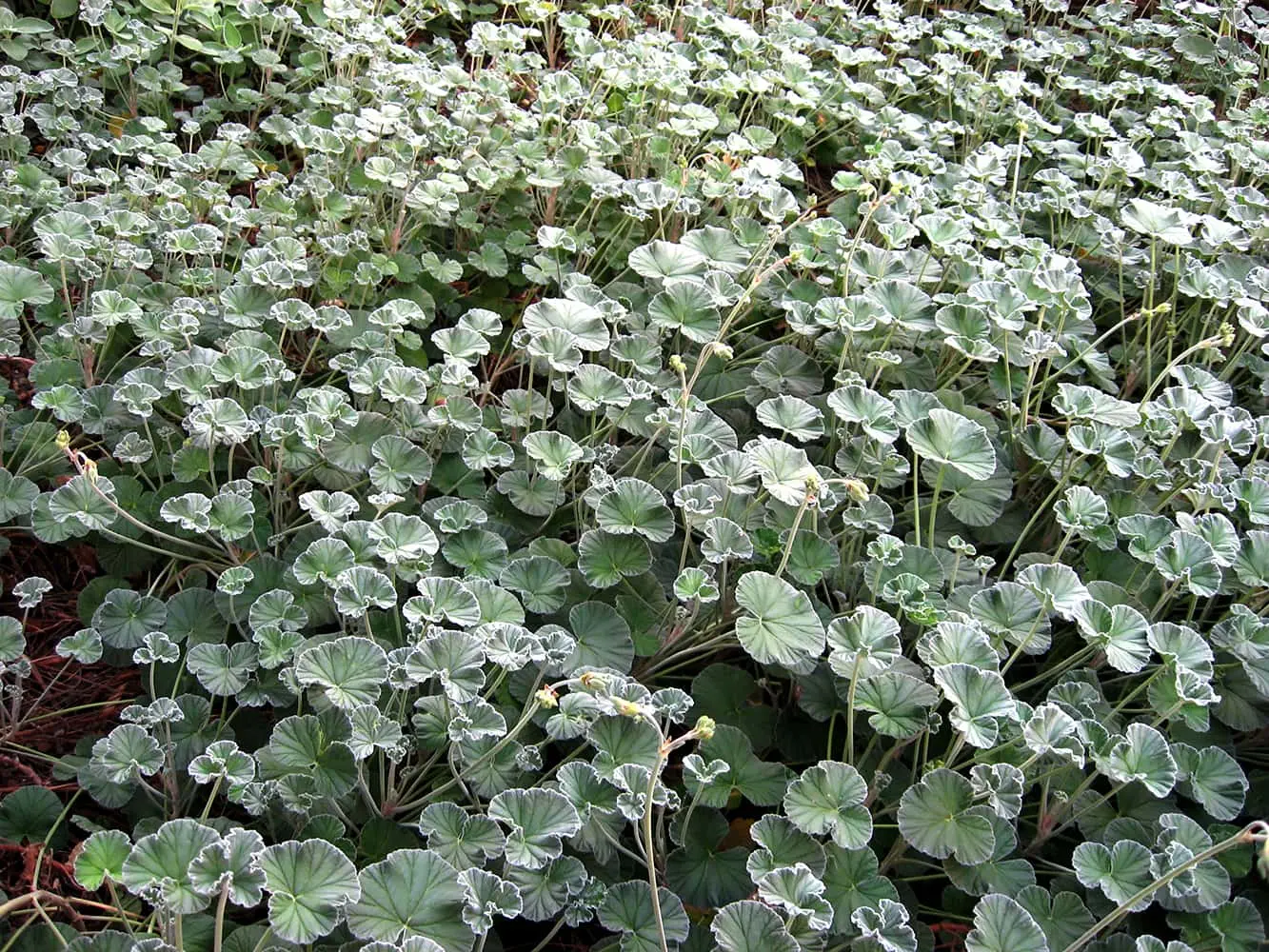 pelargonia afrykańska właściwości działanie